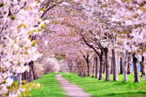 早咲き桜の名所と見頃 おでかけインフォ 家族と楽しむ外遊び