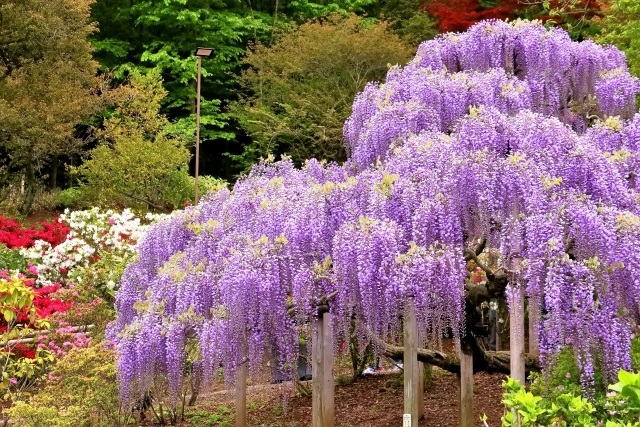 藤の名所の開花状況 おでかけインフォ 家族と楽しむ外遊び