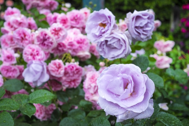 北海道 東北地方の秋バラの名所とイベント情報 おでかけインフォ 家族と楽しむ外遊び