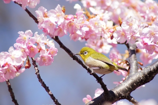 甲信越 東海地方の早咲き桜の名所の例年の見頃は アクセス イベント情報つき おでかけインフォ 家族と楽しむ外遊び
